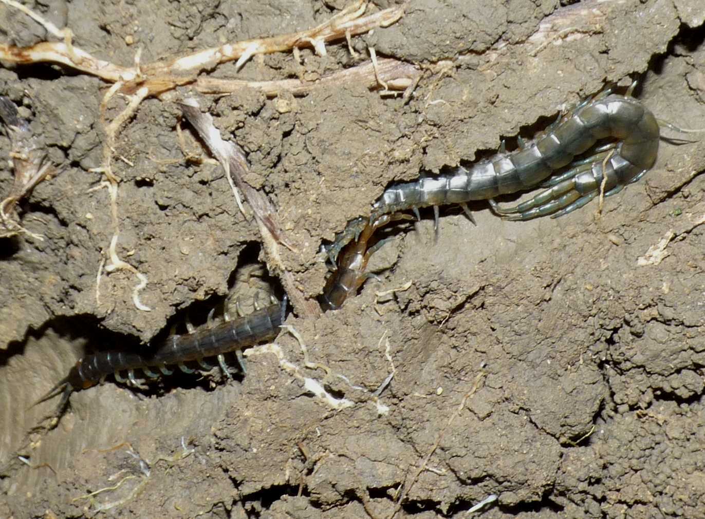 Scolopendra oraniensis (coppia?)